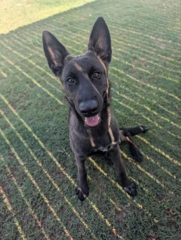 Enlarge JESSIE, a Adoptable mixed breed in Redlands, CA image 1/1