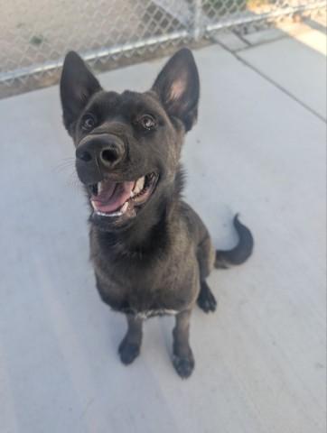 JESSIE, Adoptable, Young Female Belgian Shepherd / Malinois & Mixed Breed.
