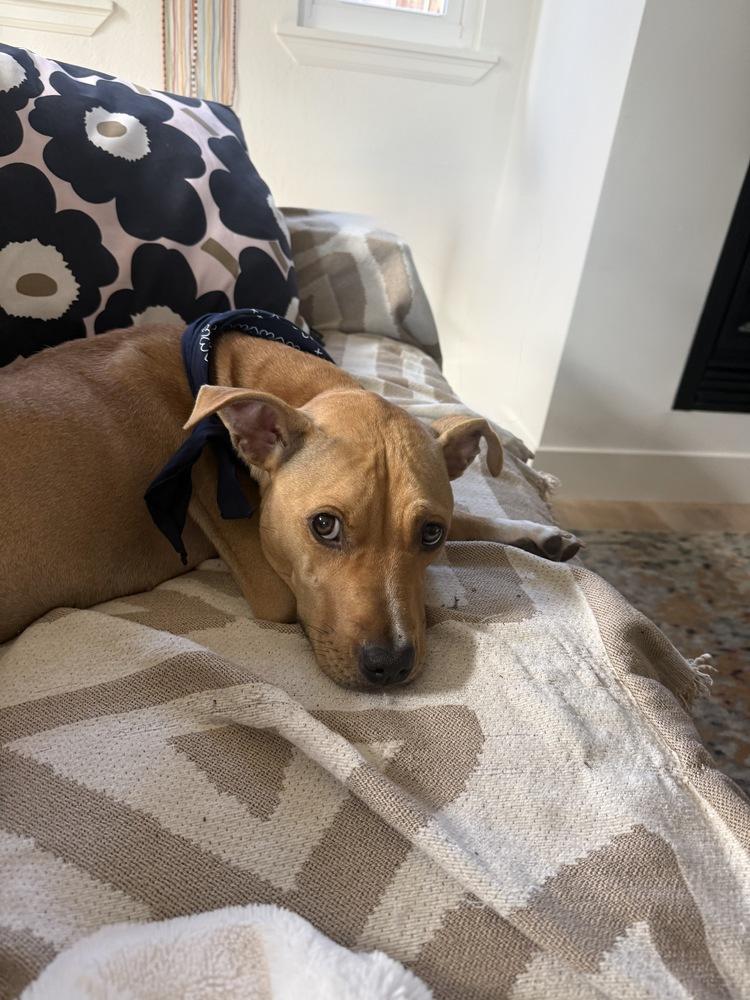 Enlarge Sunni, a Adoptable mixed breed in Denver, CO image 2/6