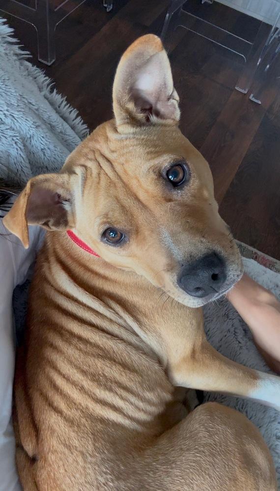 Enlarge Sunni, a Adoptable mixed breed in Denver, CO image 6/6