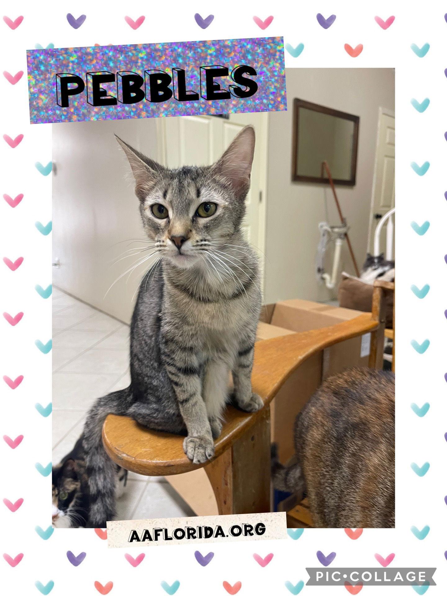 Enlarge Pebbles *Cyd, a Adoptable mixed breed in Pensacola, FL image 1/3