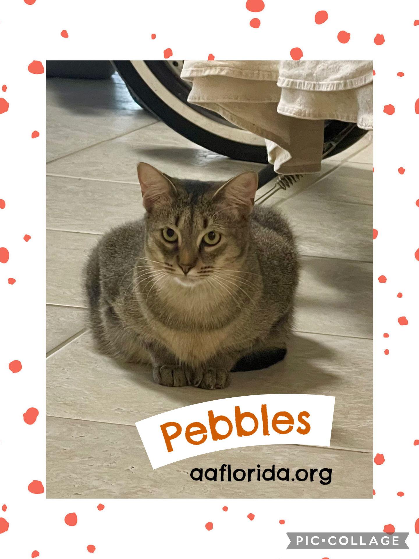 Pebbles *Cyd, Adoptable, Young Female Tabby & Domestic Short Hair.