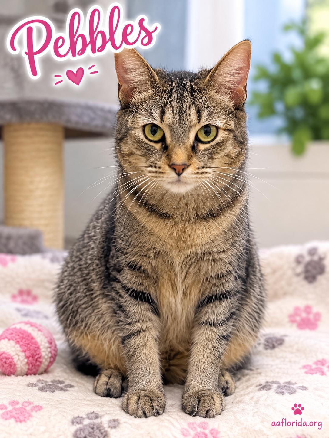 Enlarge Pebbles *Cyd, a Adoptable mixed breed in Pensacola, FL image 2/3