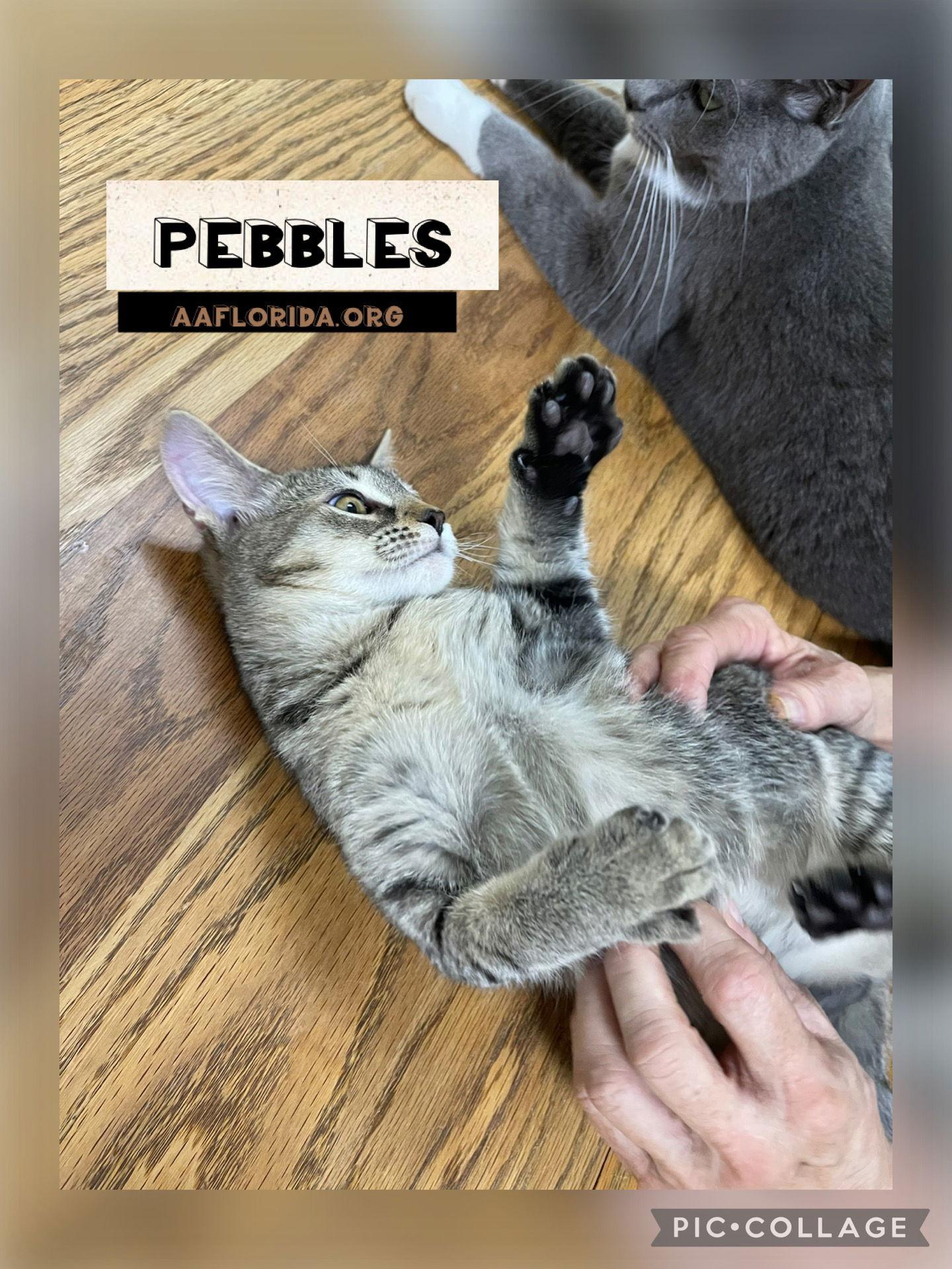 Enlarge Pebbles *Cyd, a Adoptable mixed breed in Pensacola, FL image 3/3