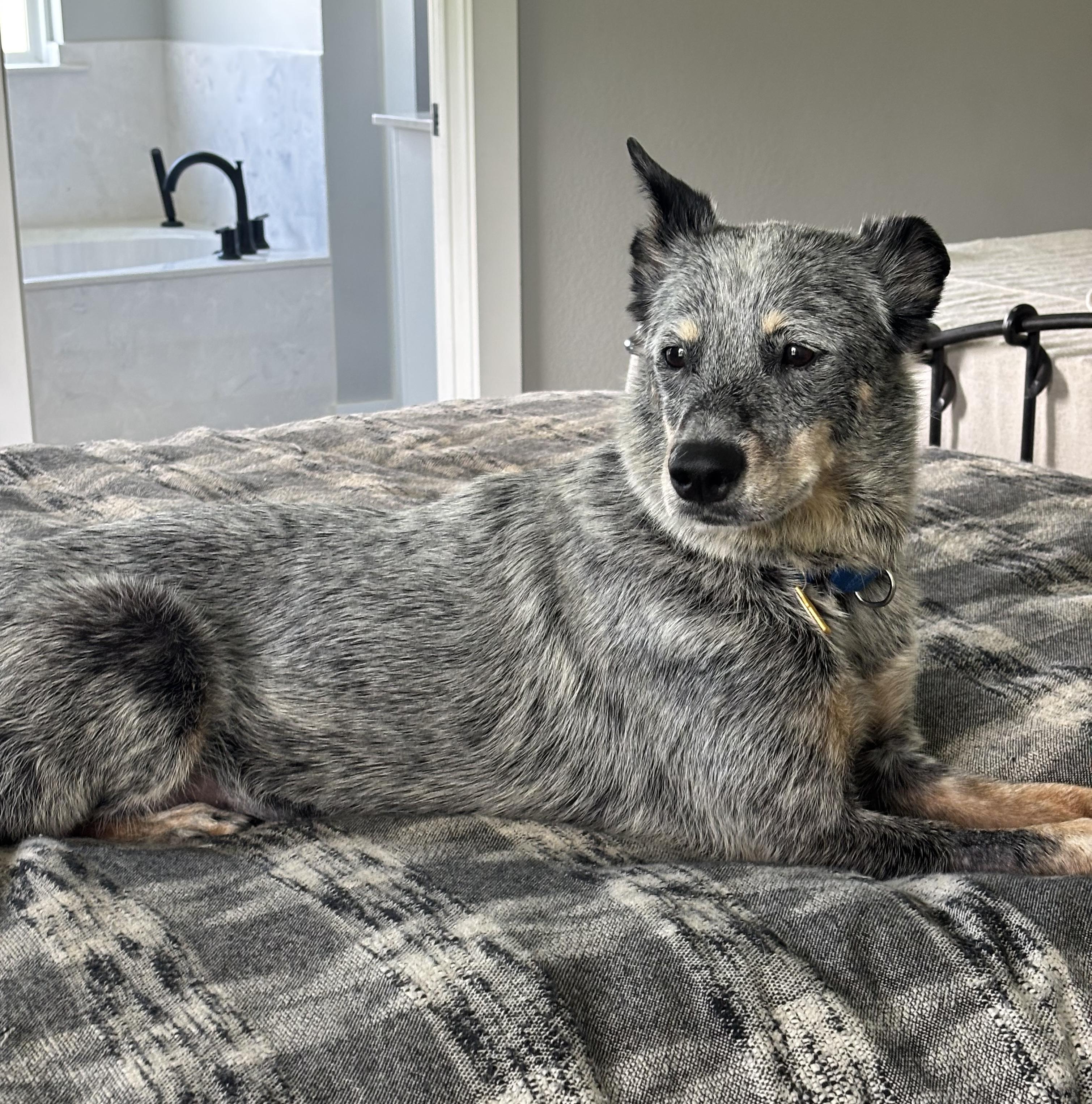 Enlarge Josie Blue, a ADOPTABLE Australian Cattle Dog / Blue Heeler in Rockdale, TX image 3/4