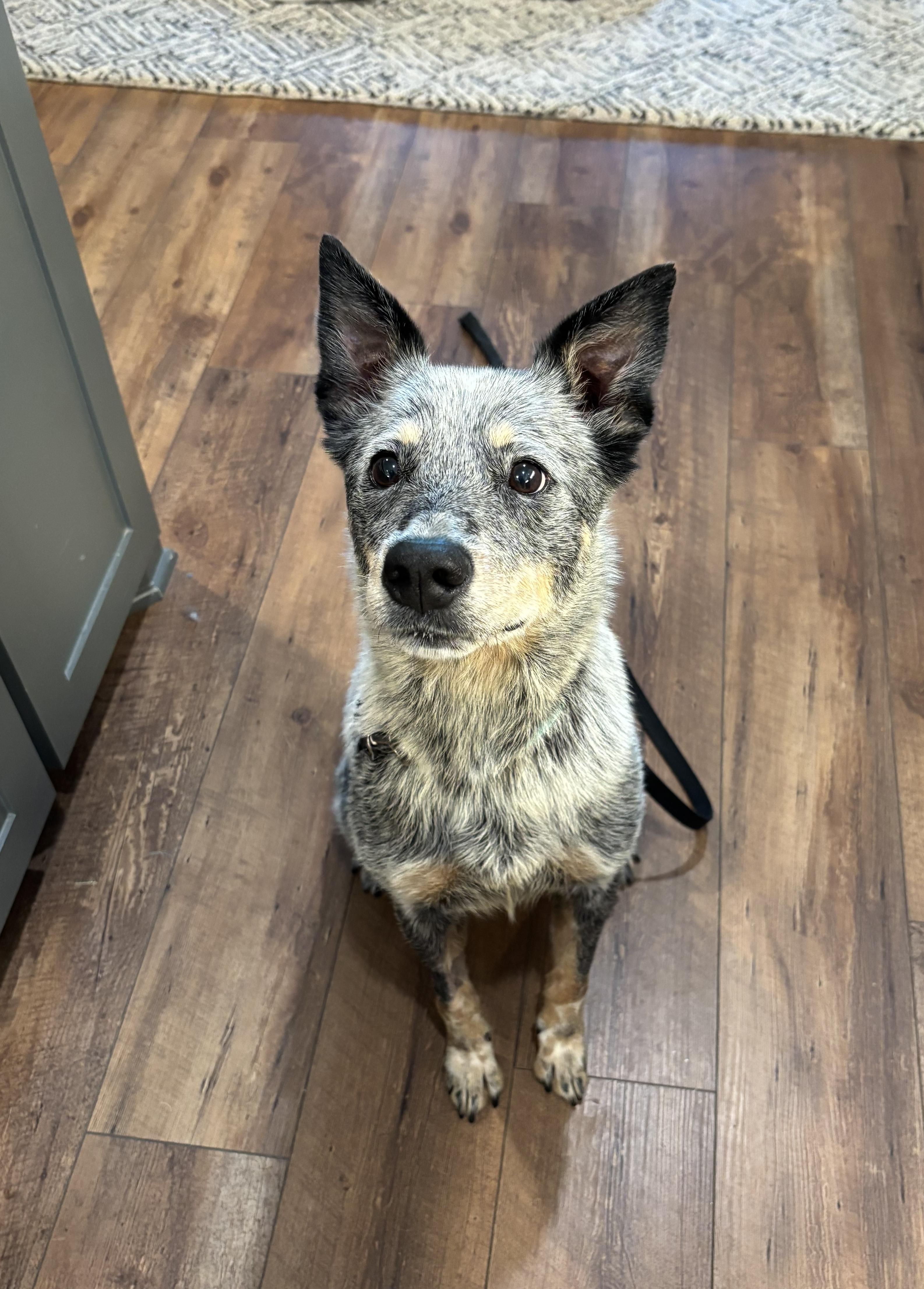 Enlarge Josie Blue, a ADOPTABLE Australian Cattle Dog / Blue Heeler in Rockdale, TX image 2/4