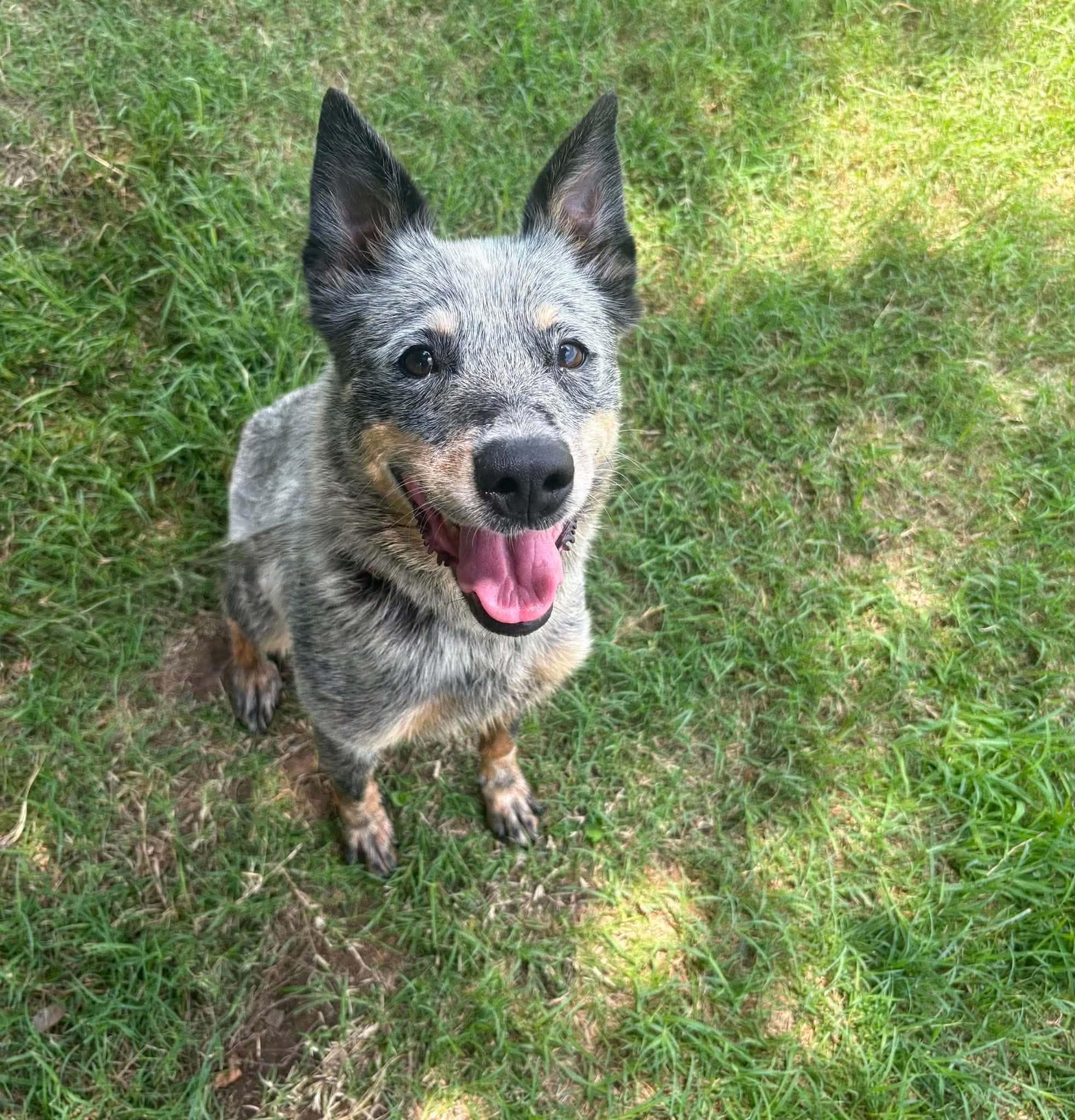 Enlarge Josie Blue, a ADOPTABLE Australian Cattle Dog / Blue Heeler in Rockdale, TX image 1/4