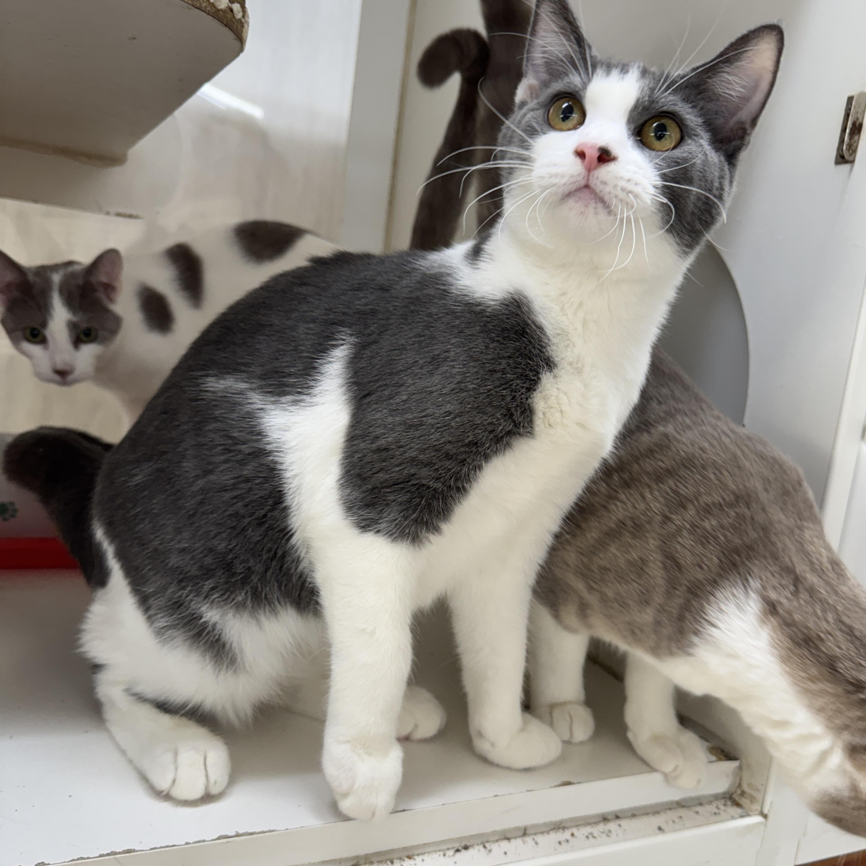 Enlarge Linaria, a Adoptable Domestic Short Hair in Breese, IL image 2/3