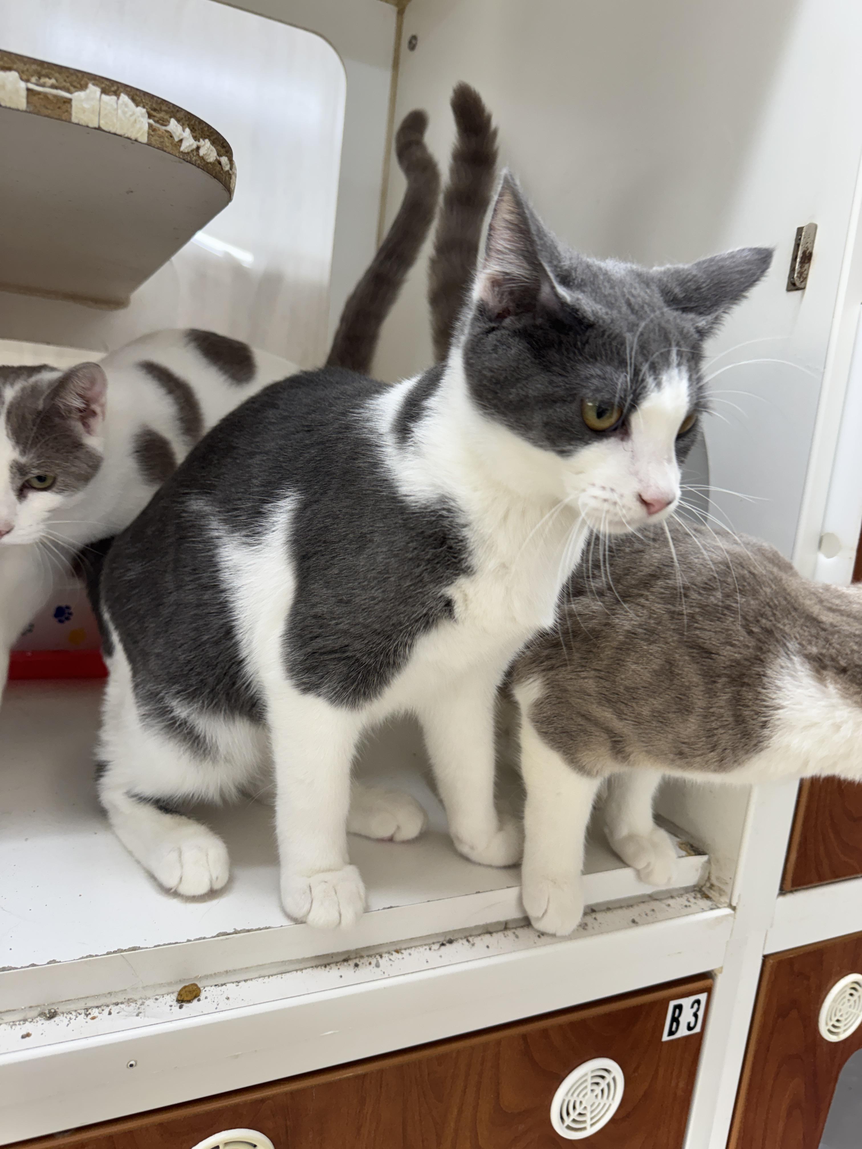 Enlarge Linaria, a Adoptable Domestic Short Hair in Breese, IL image 3/3