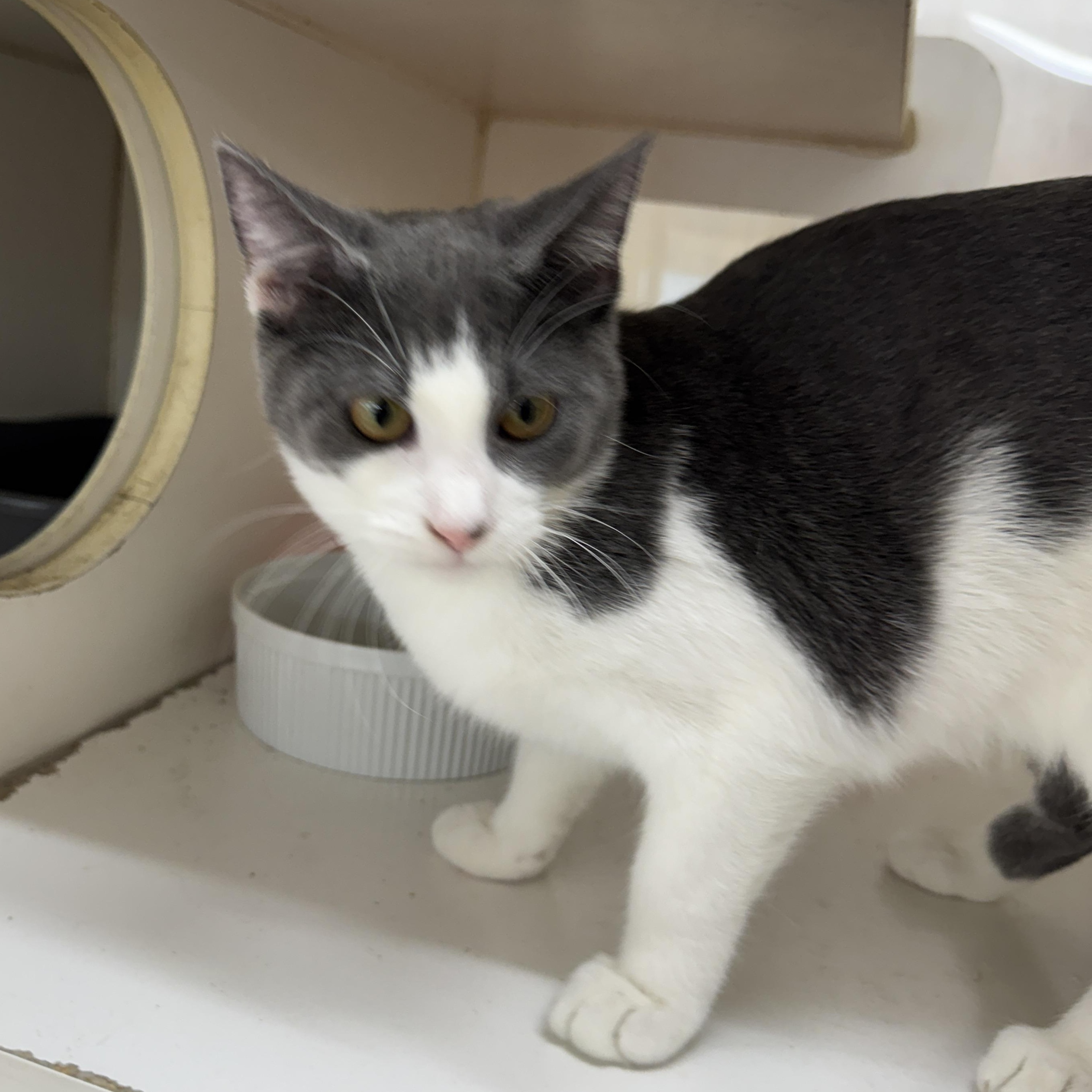 Linaria, Adoptable, Kitten Female Domestic Short Hair.