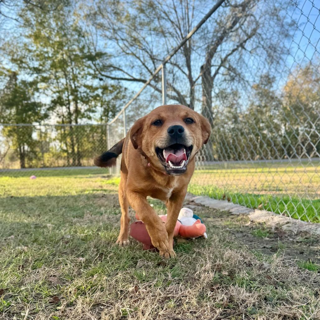 Lil Del, Adoptable, Young Male Black Mouth Cur.