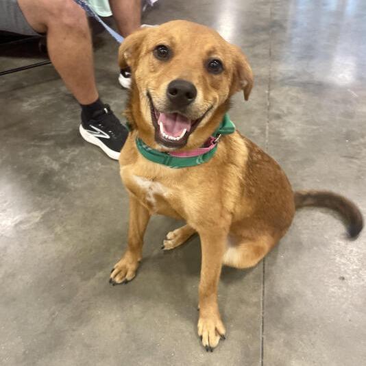 Lil Del, Adoptable, Young Male Black Mouth Cur.