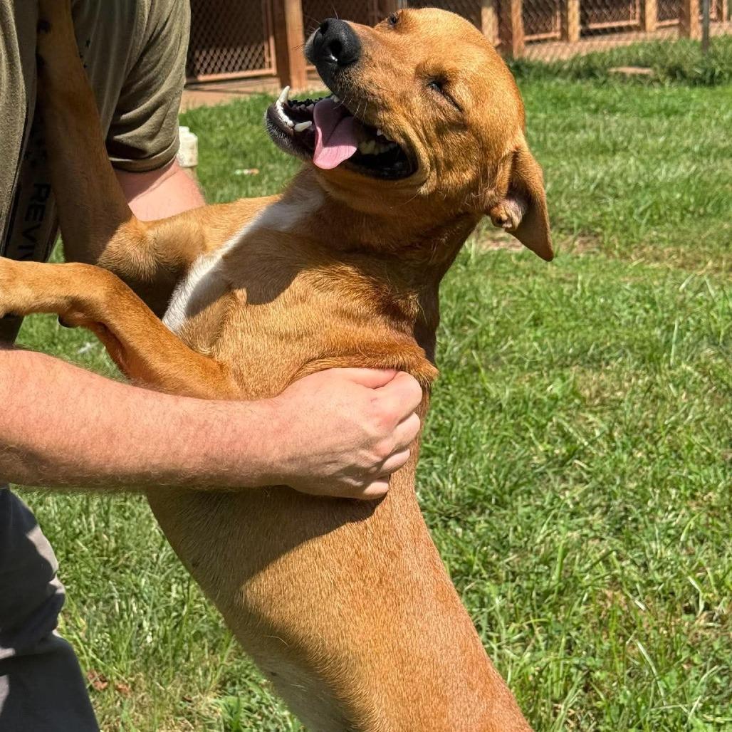 Enlarge Atticus, a Adoptable mixed breed in Harrisville, WV image 1/4