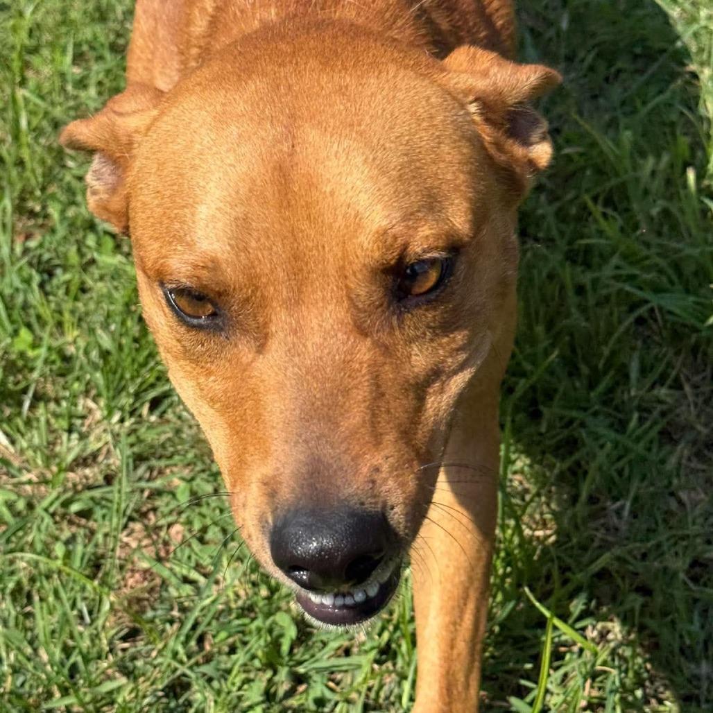 Enlarge Atticus, a Adoptable mixed breed in Harrisville, WV image 2/4