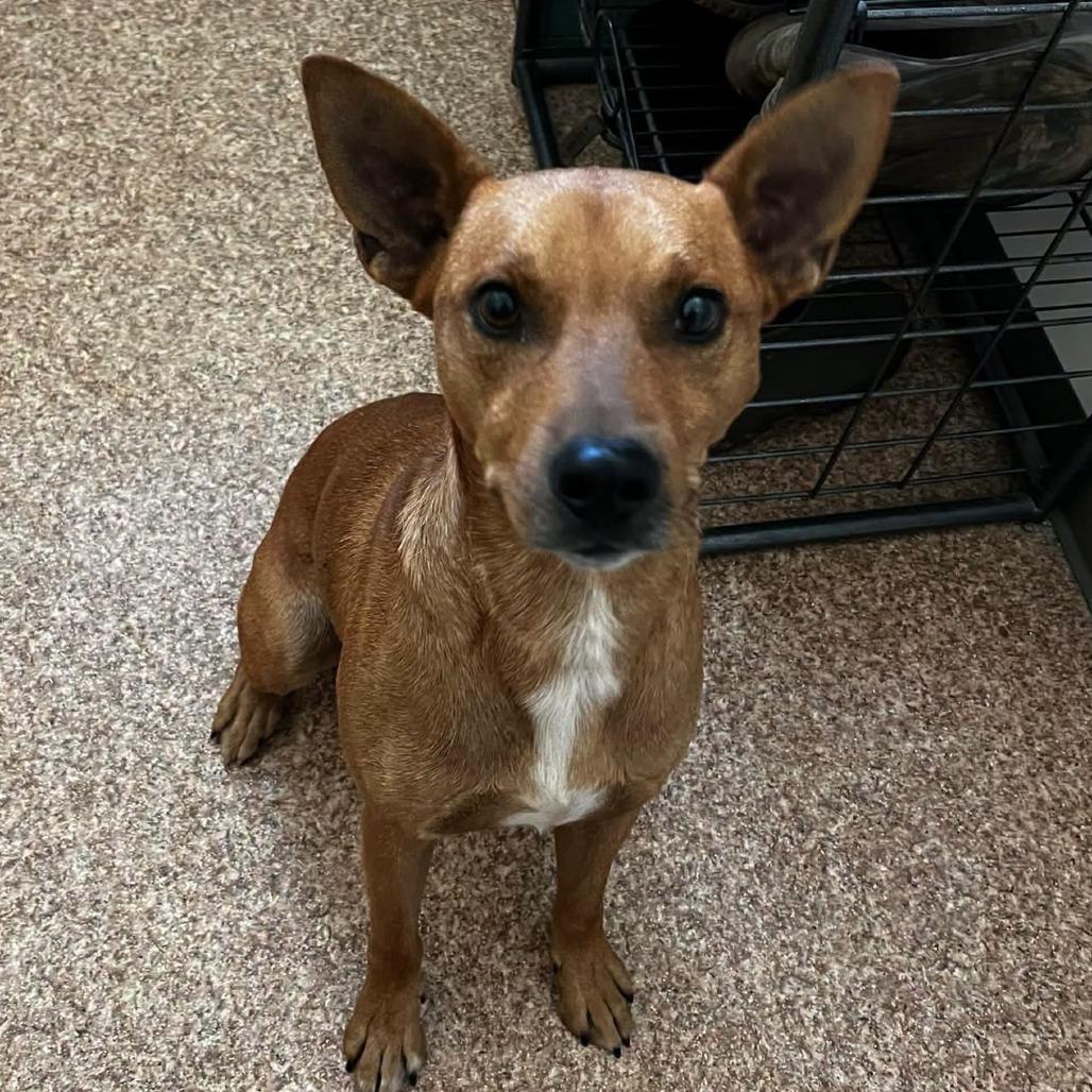 Enlarge Atticus, a Adoptable mixed breed in Harrisville, WV image 3/4