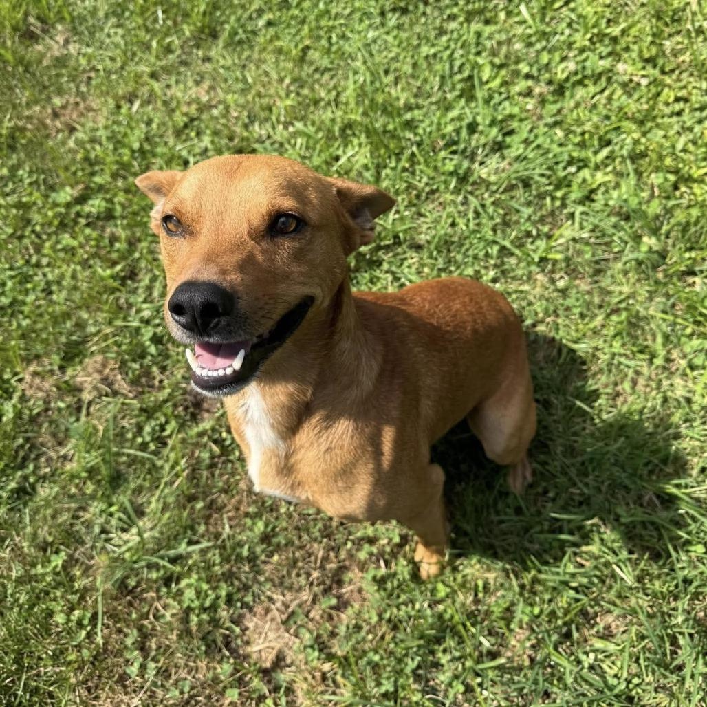 Enlarge Atticus, a Adoptable mixed breed in Harrisville, WV image 4/4