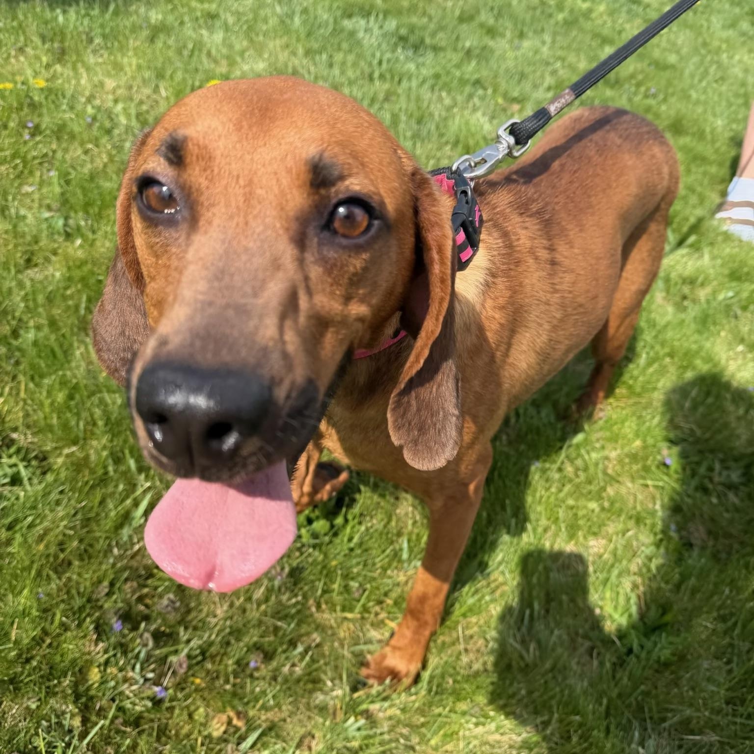 Enlarge Nutmeg , an adopted Redbone Coonhound in HONEY BROOK, PA image 1/6
