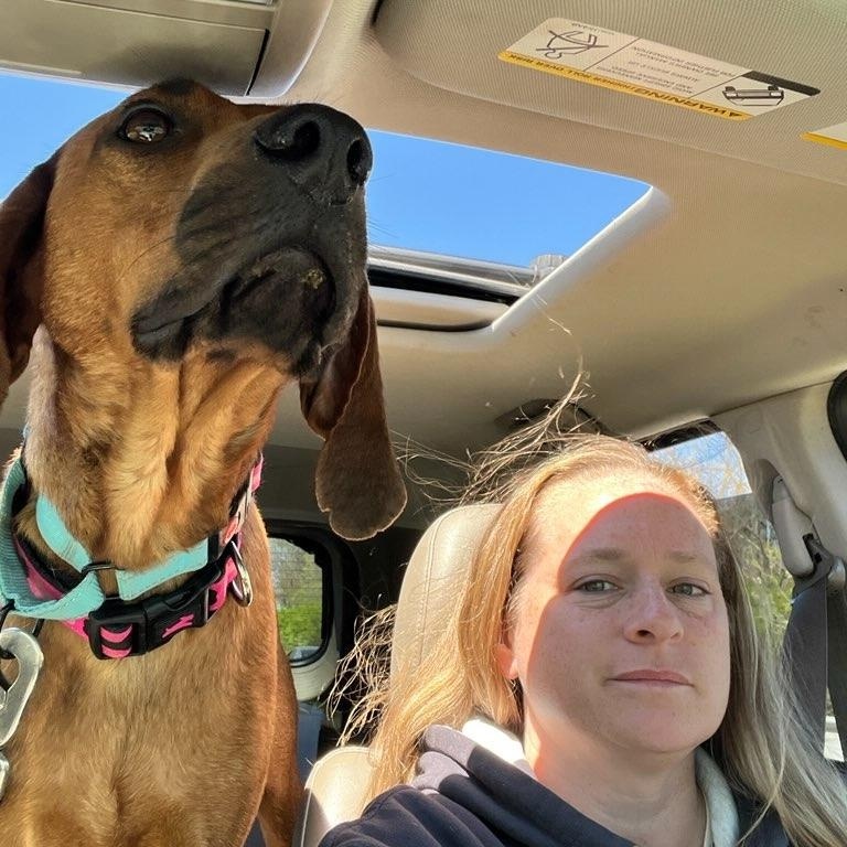 Enlarge Nutmeg , an adopted Redbone Coonhound in HONEY BROOK, PA image 3/6