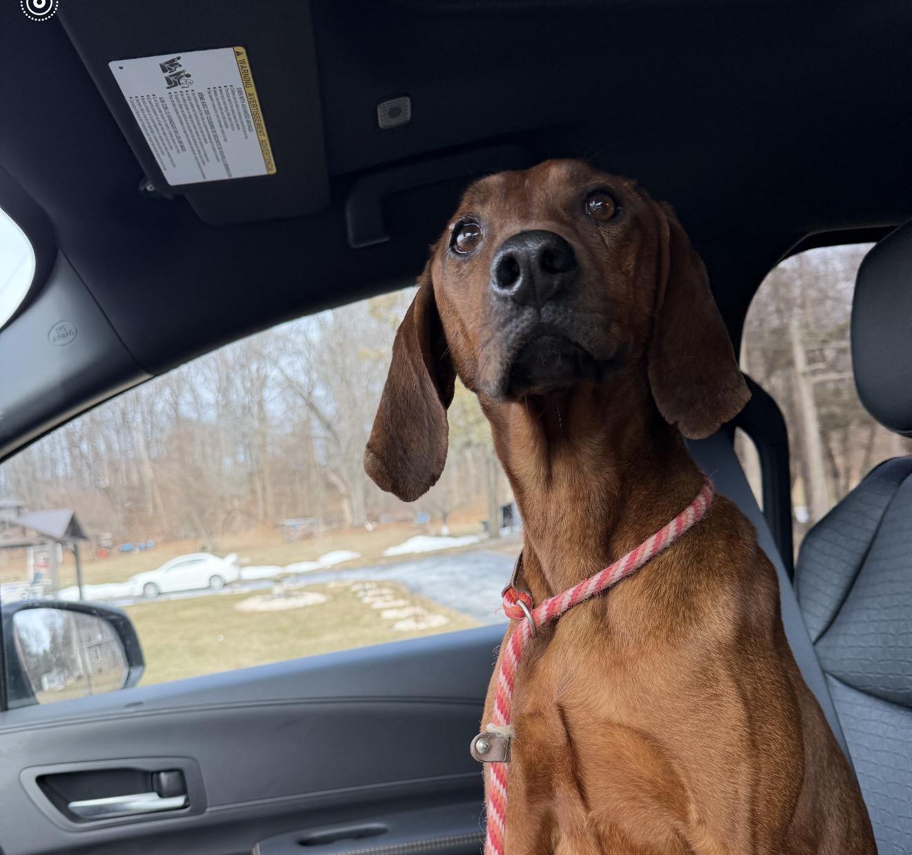 Enlarge Nutmeg , an adopted Redbone Coonhound in HONEY BROOK, PA image 2/6