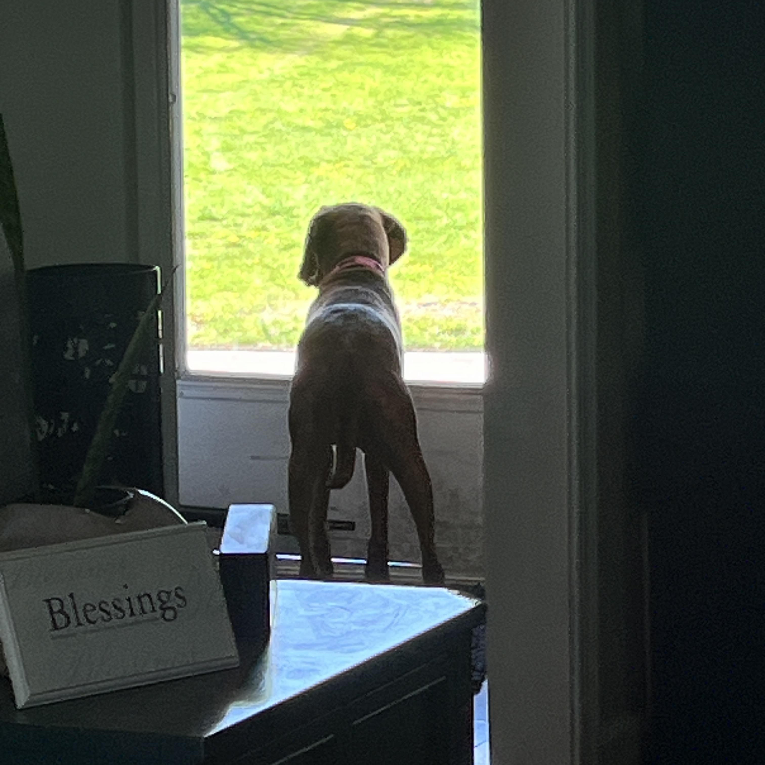 Enlarge Nutmeg , an adopted Redbone Coonhound in HONEY BROOK, PA image 4/6