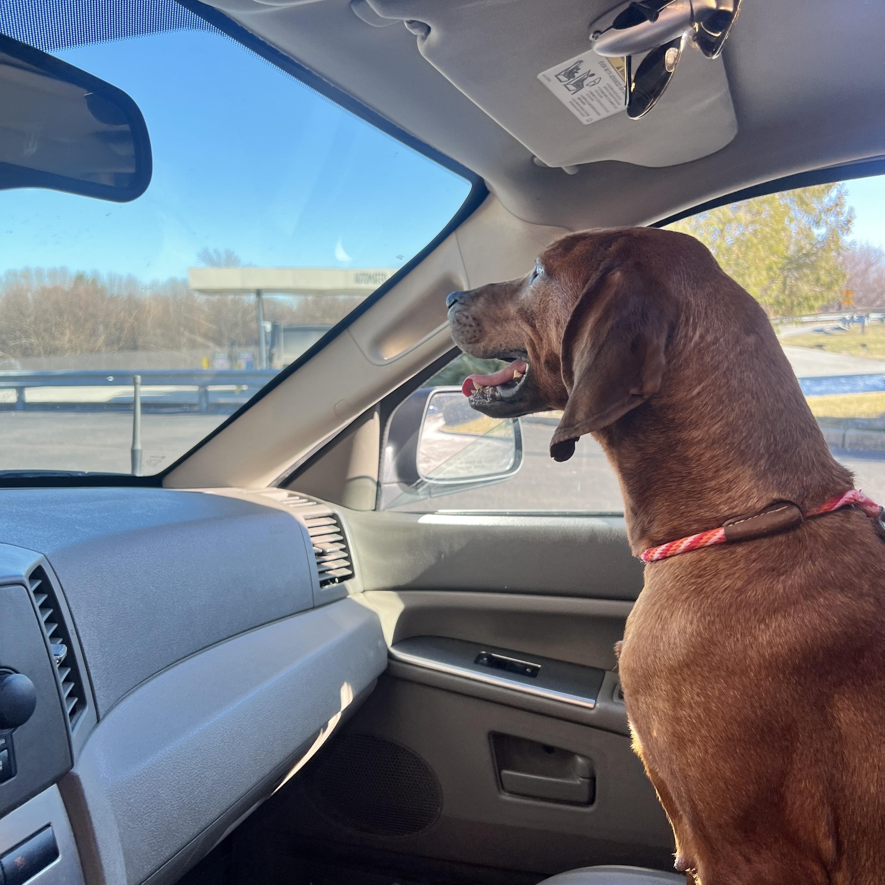Enlarge Nutmeg , an adopted Redbone Coonhound in HONEY BROOK, PA image 5/6