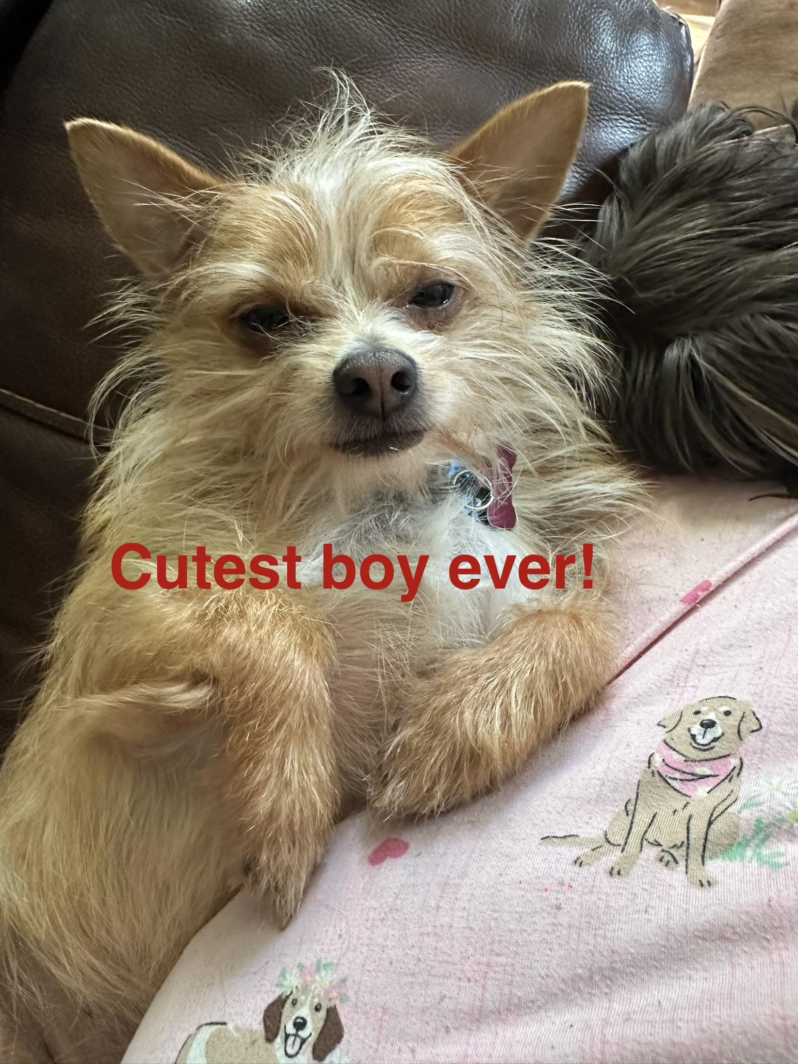 MILO, a hold mixed breed in Lexington, NC image 2/6