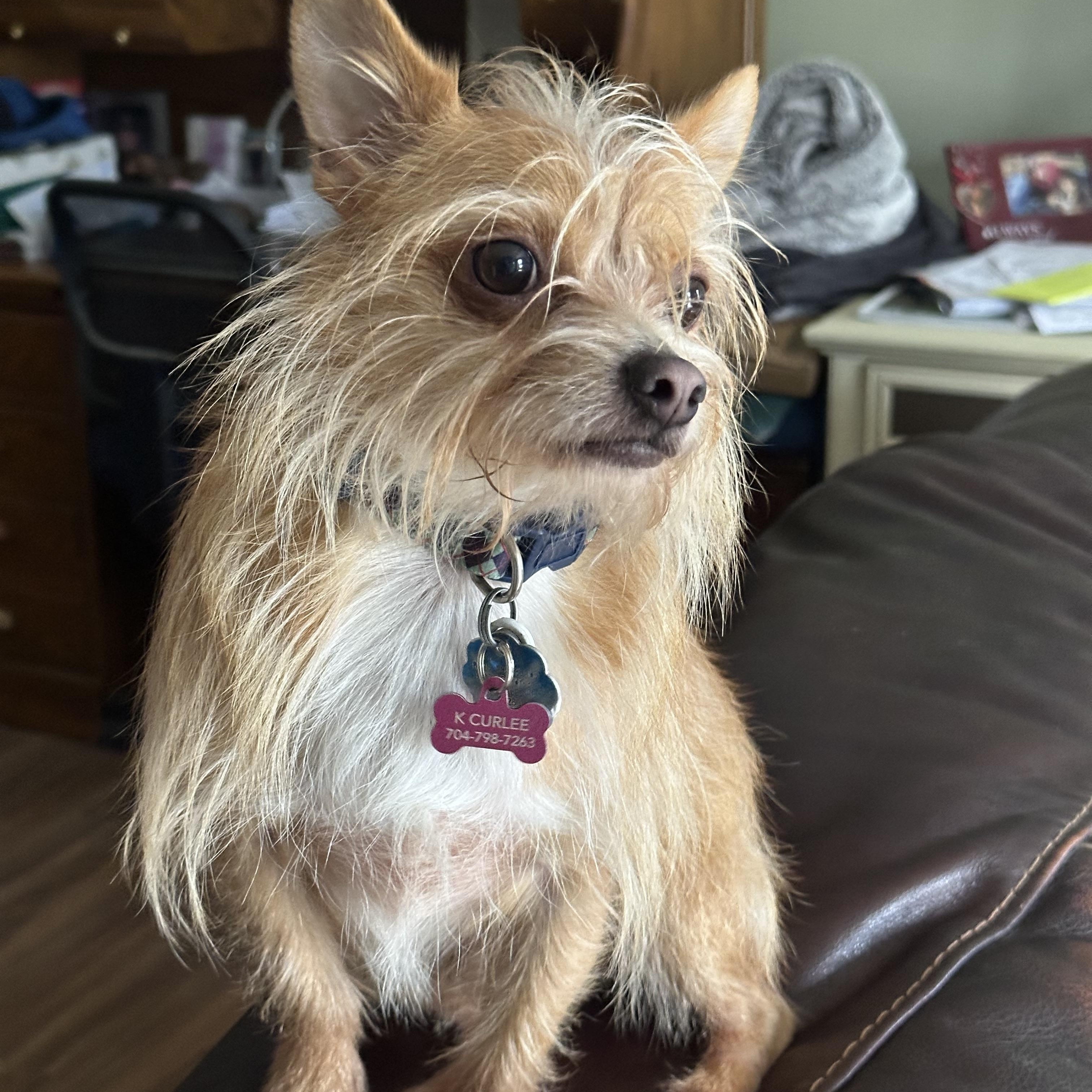 Enlarge MILO, an adoptable mixed breed in Lexington, NC image 1/6