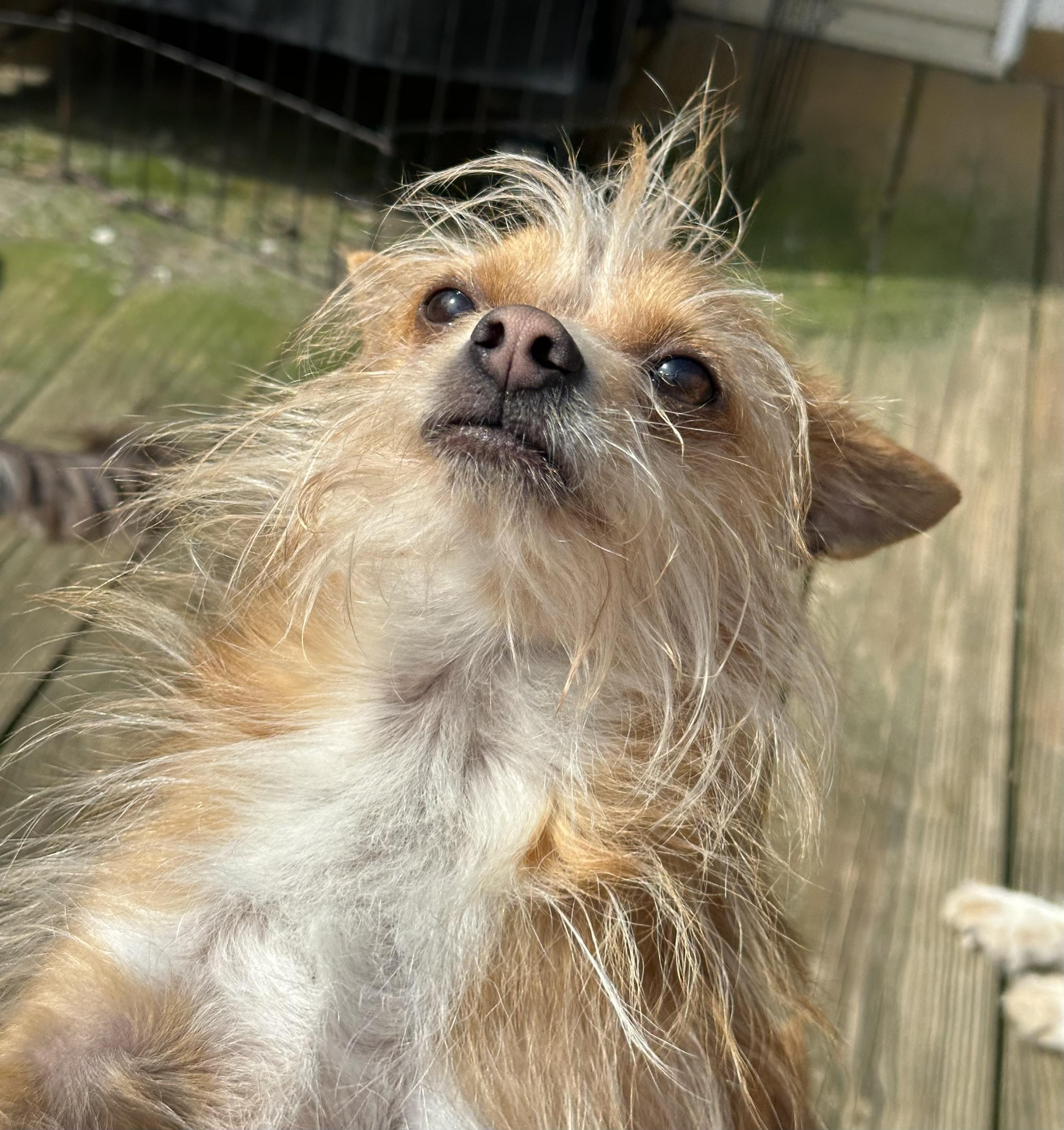 Enlarge MILO, an adoptable mixed breed in Lexington, NC image 6/6