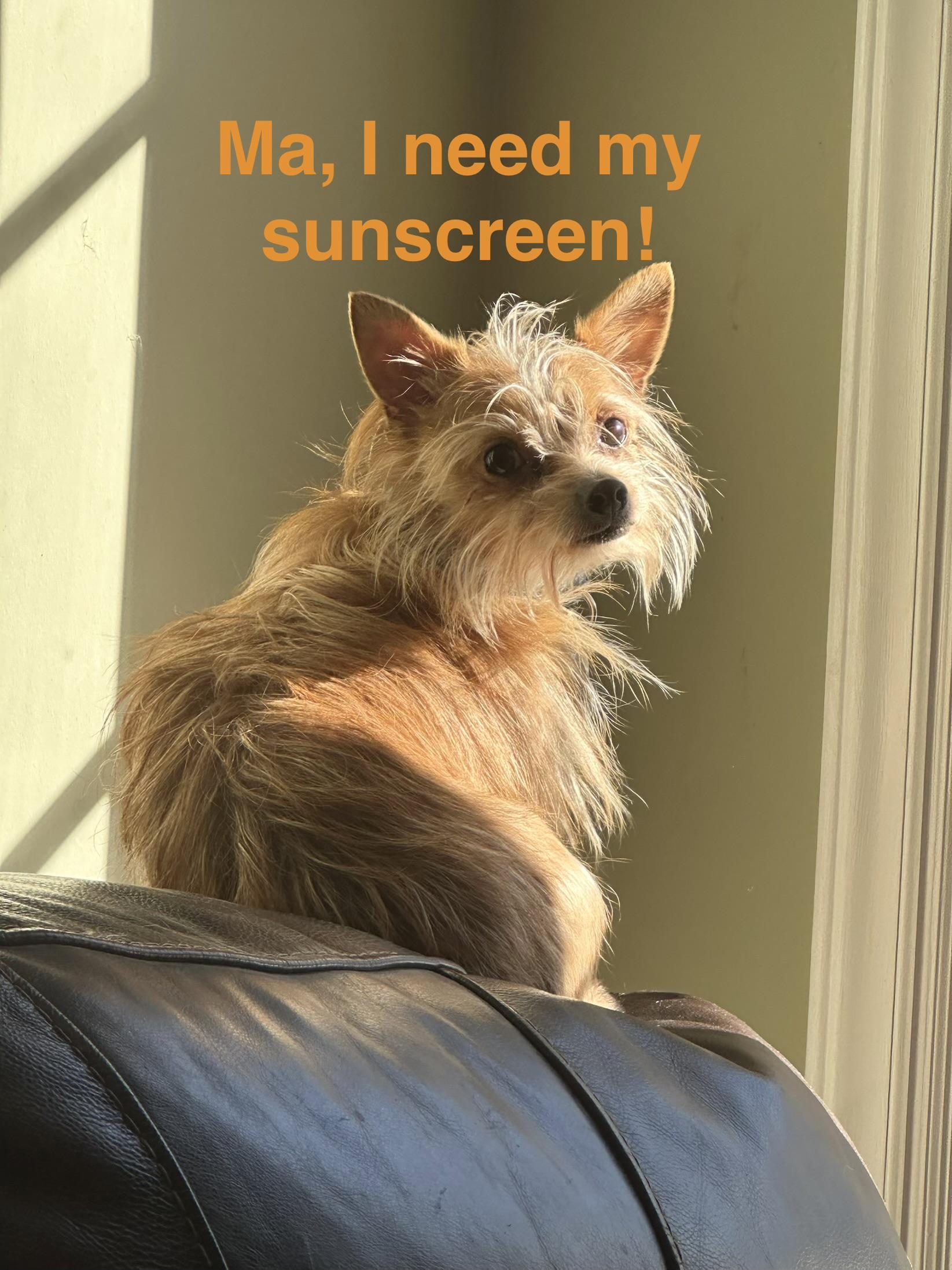 MILO, a hold mixed breed in Lexington, NC image 3/6