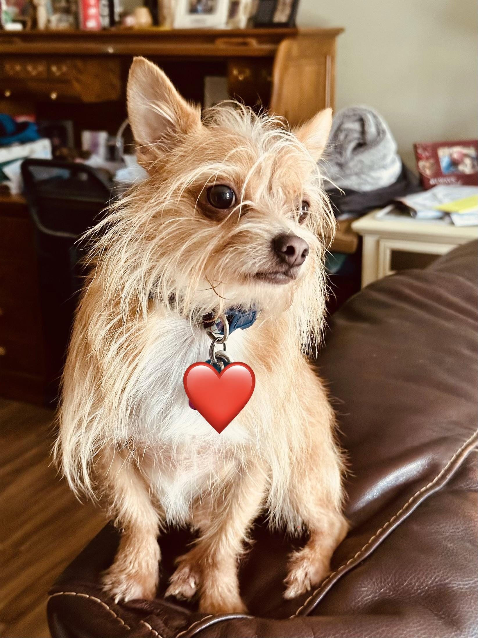 MILO, a hold mixed breed in Lexington, NC image 1/6