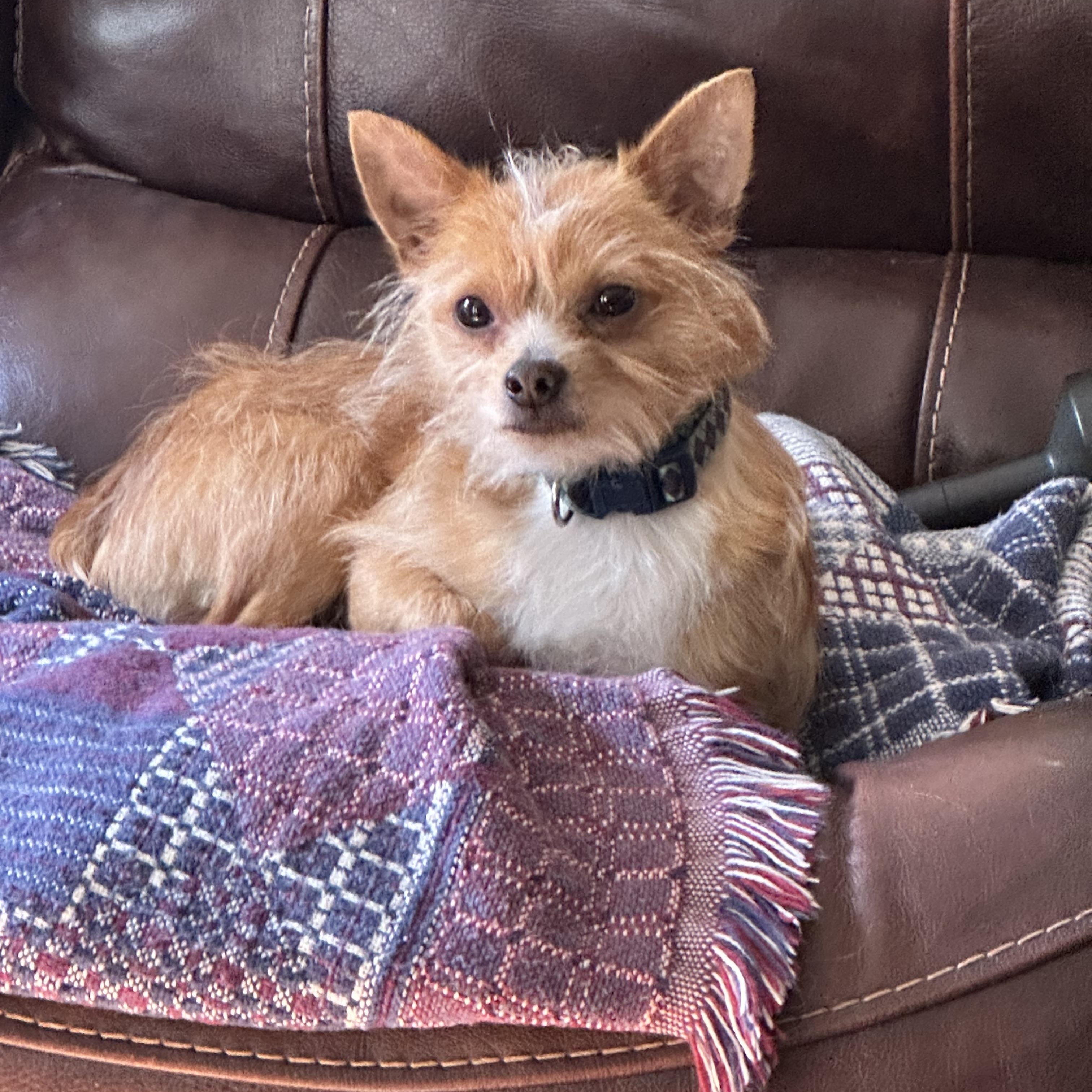 Enlarge MILO, an adoptable mixed breed in Lexington, NC image 2/6