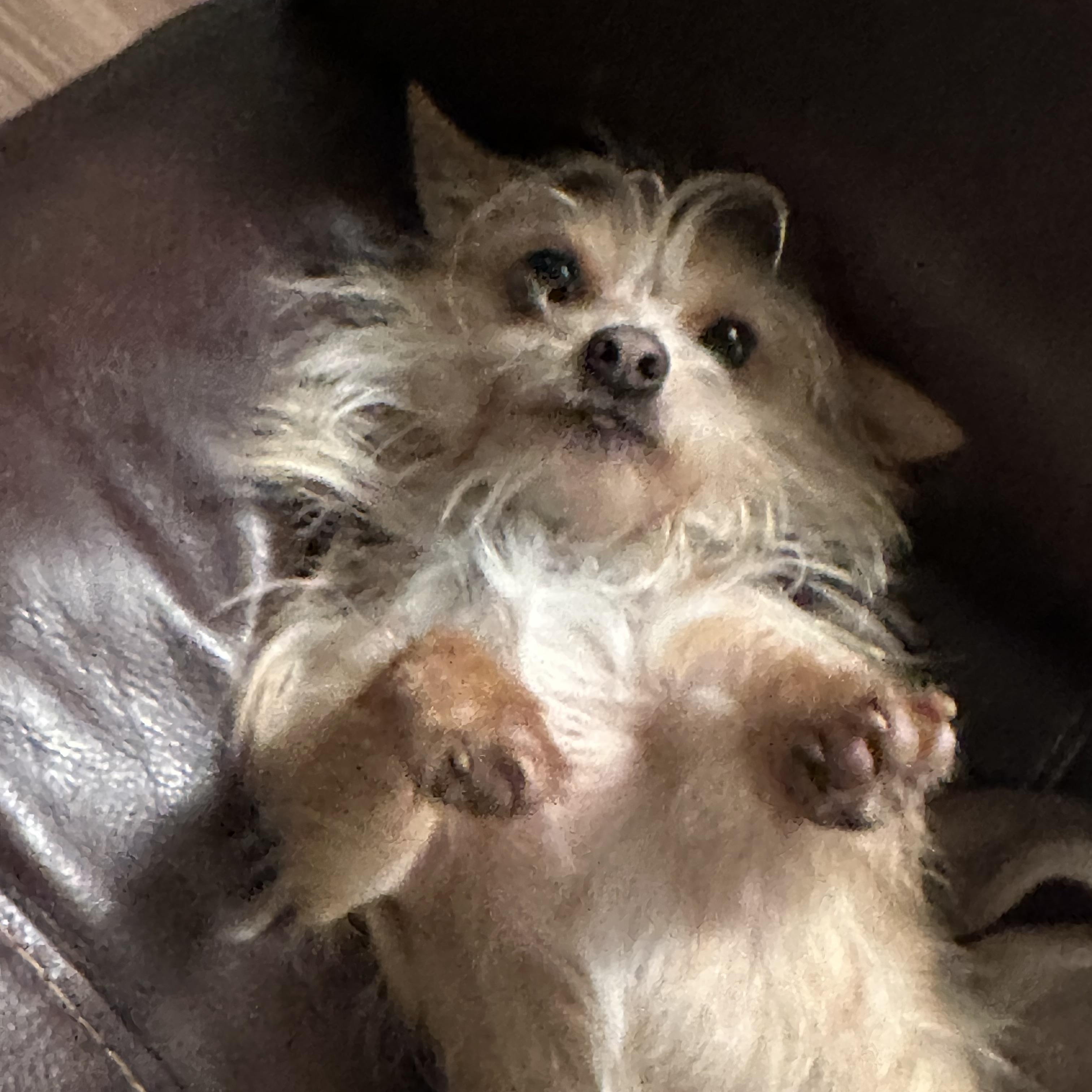 Enlarge MILO, an adoptable mixed breed in Lexington, NC image 5/6