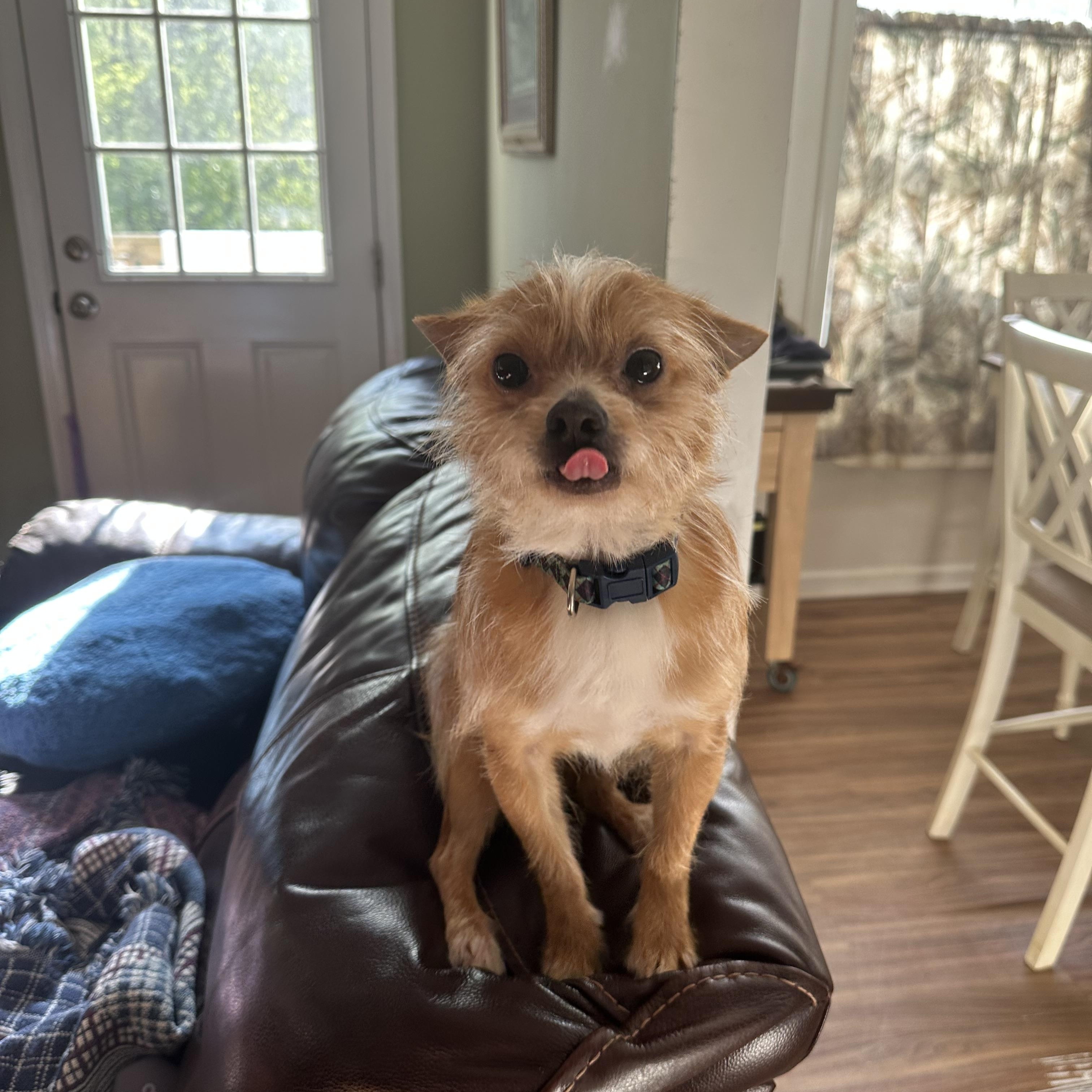 Enlarge MILO, an adoptable mixed breed in Lexington, NC image 6/6