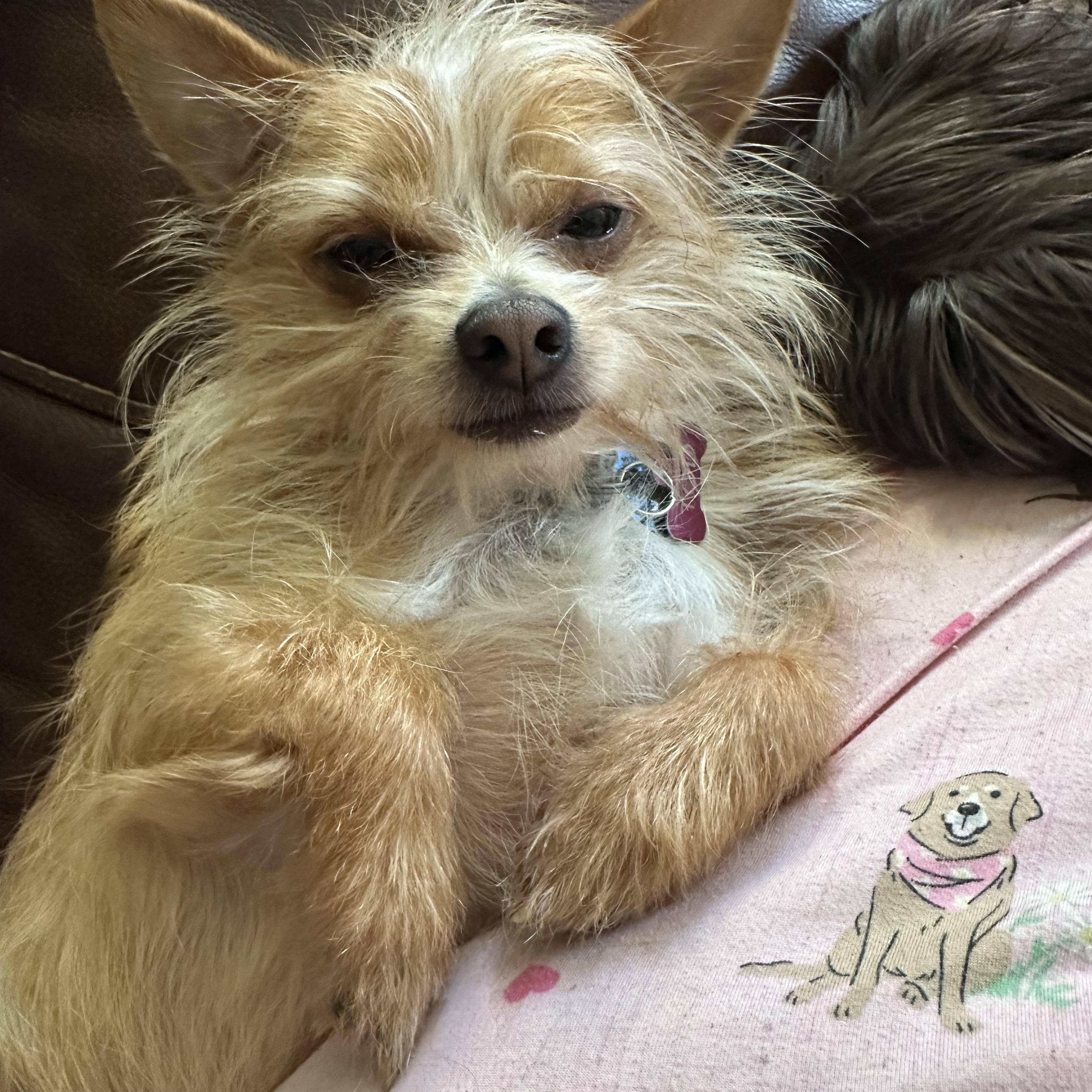 Enlarge MILO, an adoptable mixed breed in Lexington, NC image 3/6