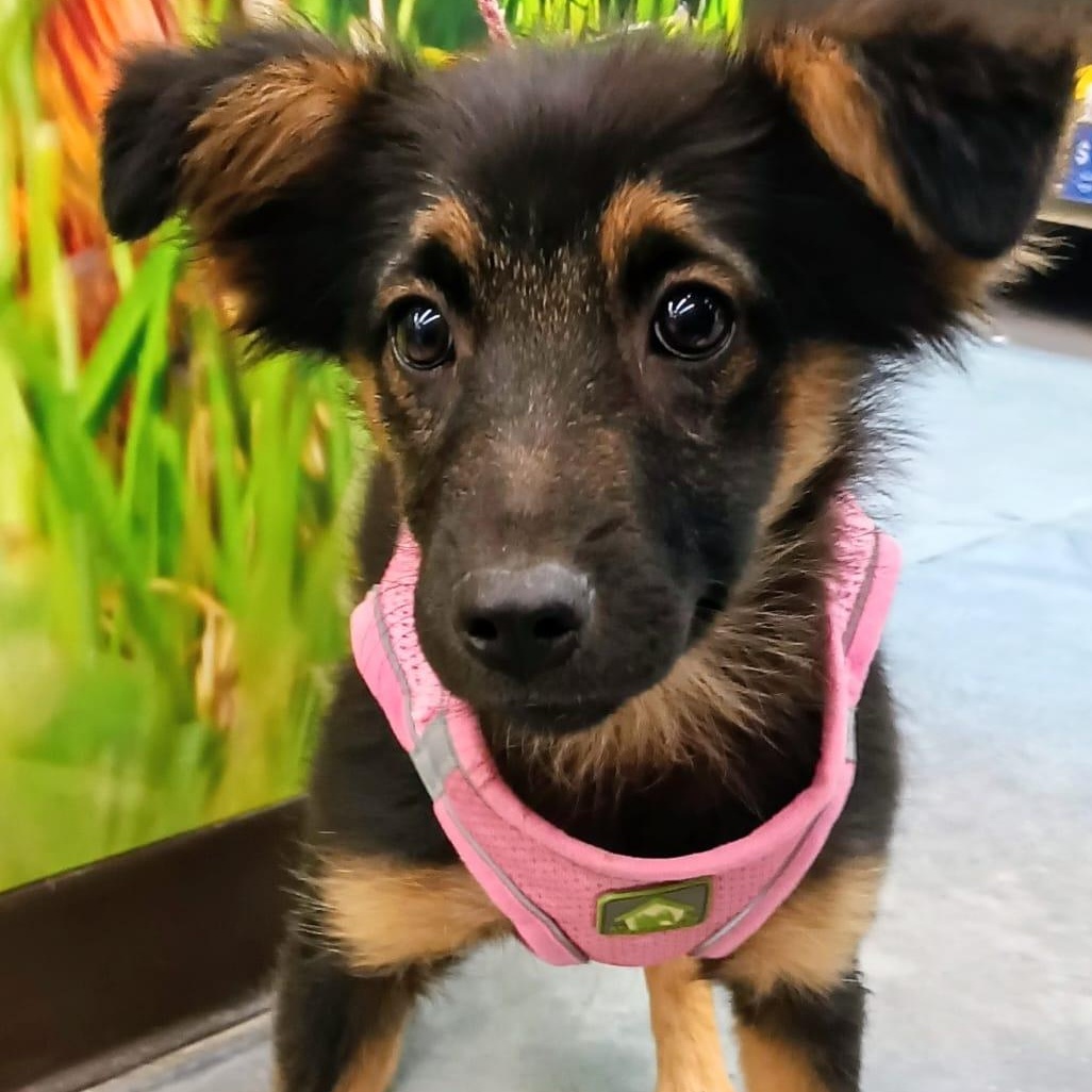 Lana, adopted, Puppy Female Australian Kelpie & Terrier.