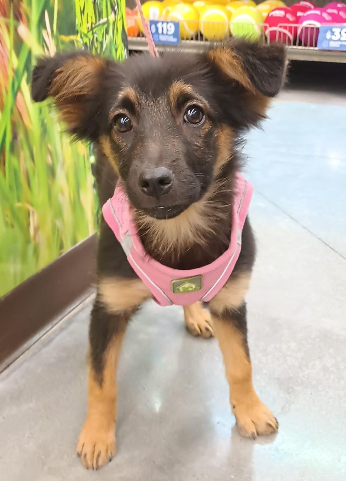 Lana, an adopted mixed breed in San Diego, CA image 3/6
