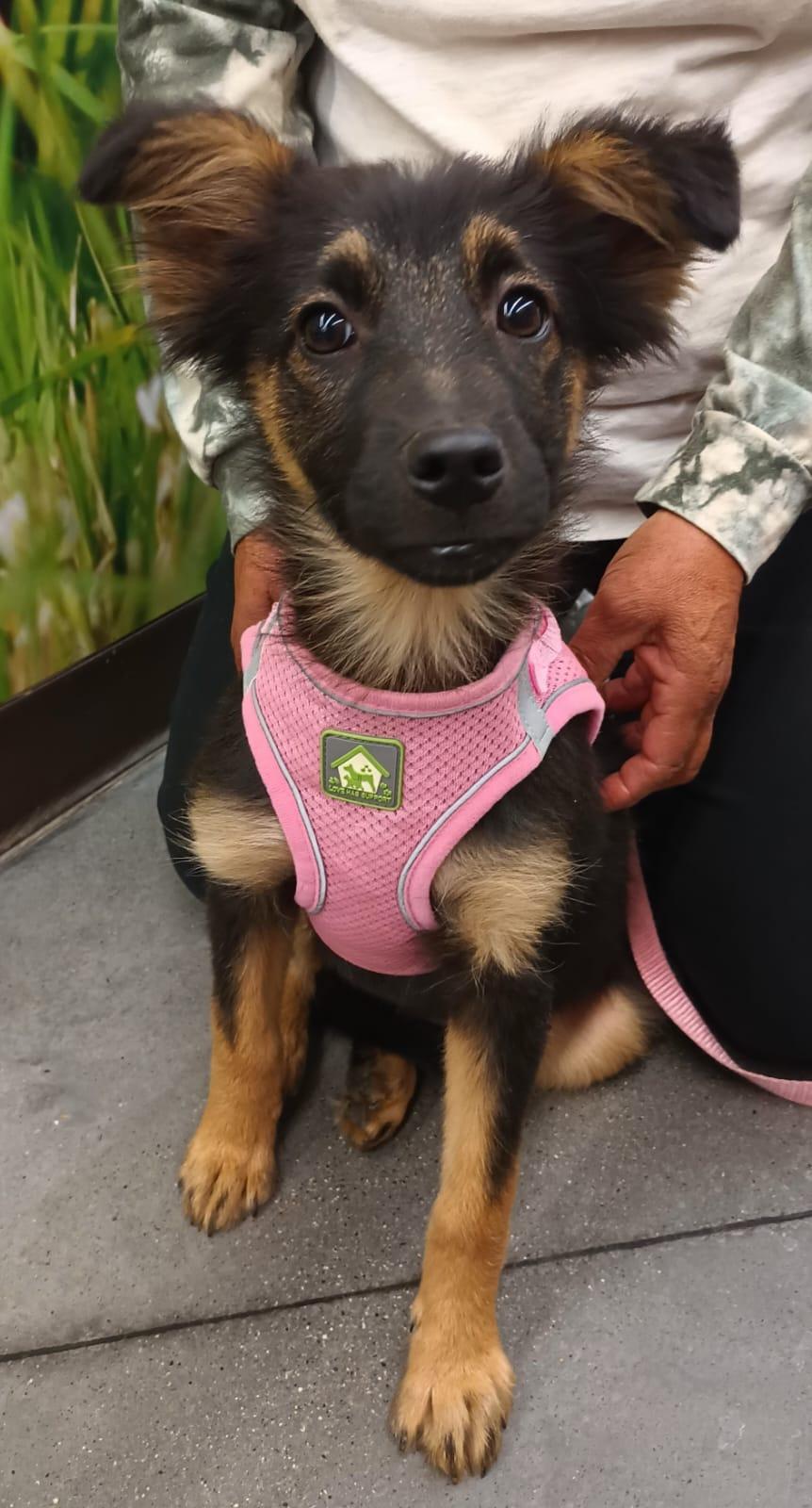 Lana, an adopted mixed breed in San Diego, CA image 4/6