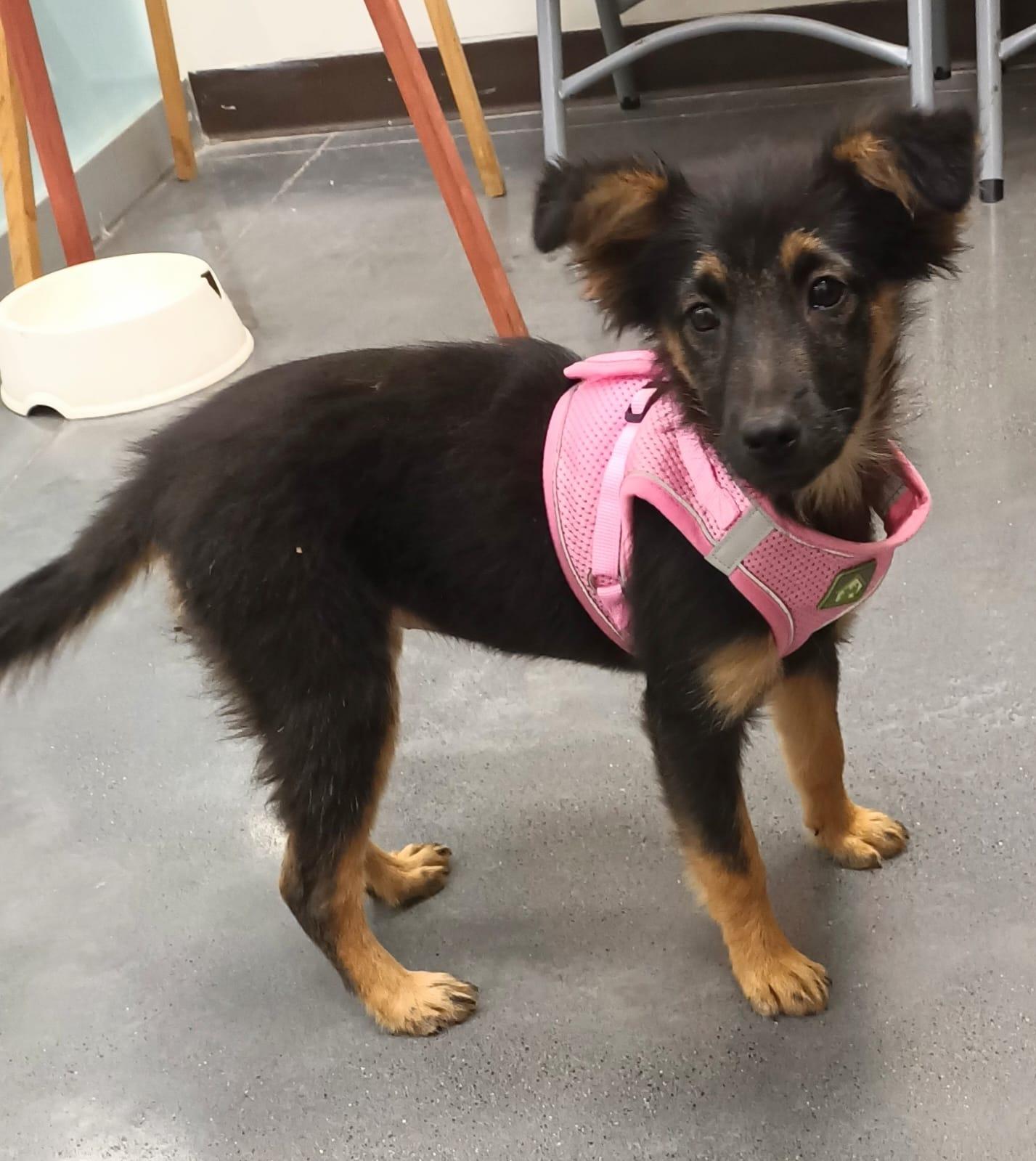 Lana, an adopted mixed breed in San Diego, CA image 2/6