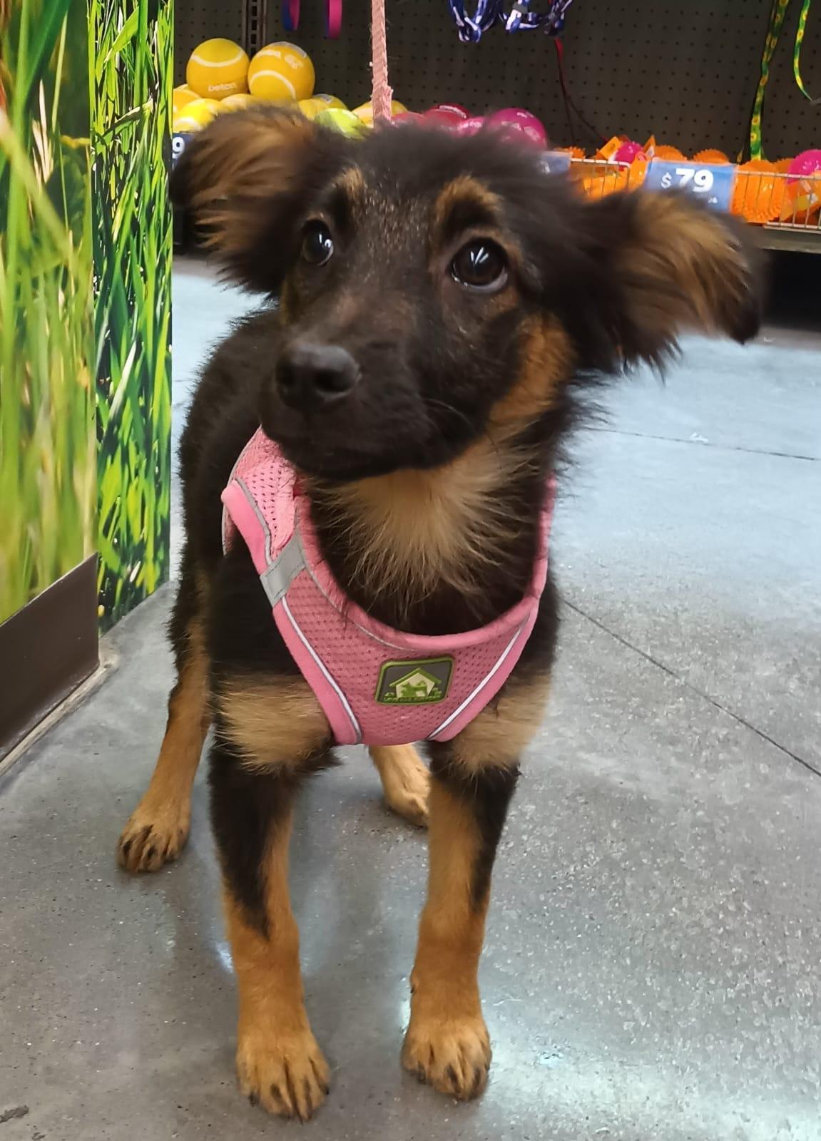 Lana, an adopted mixed breed in San Diego, CA image 5/6
