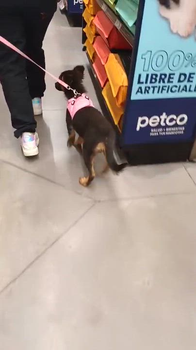 Enlarge Lana, an adopted mixed breed in San Diego, CA video 6/6