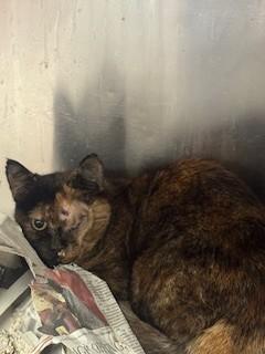 Enlarge MARVELETTE, a Adoptable Domestic Short Hair in Downey, CA image 1/1