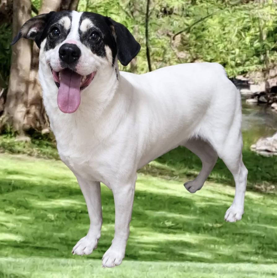 Hank The Tank, ADOPTABLE, Adult Male Rat Terrier & Jack Russell Terrier.
