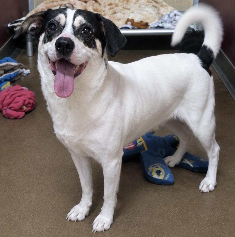 Enlarge Hank The Tank, a ADOPTABLE mixed breed in Westfield, NY image 3/3