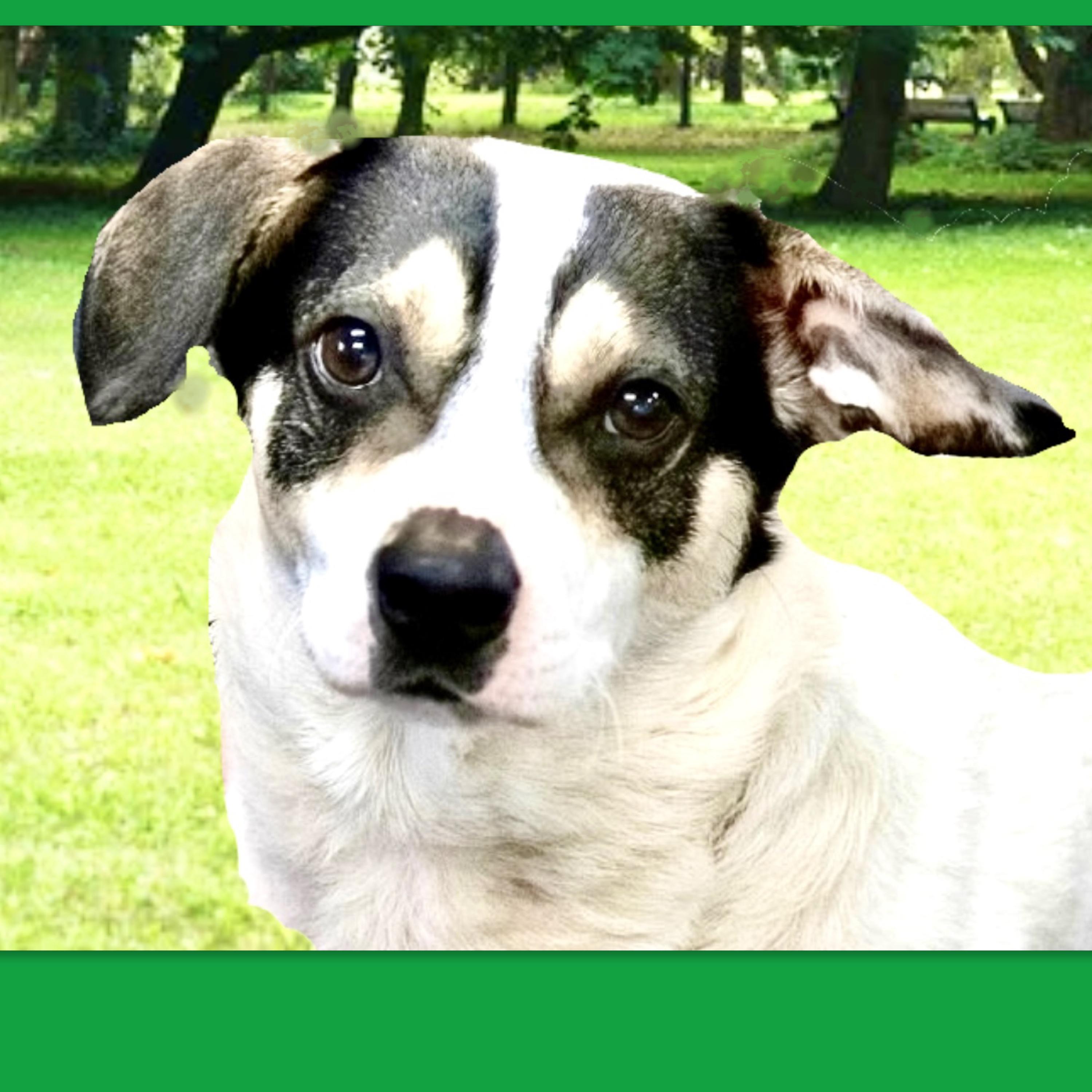 Enlarge Hank The Tank, a ADOPTABLE mixed breed in Westfield, NY image 6/6