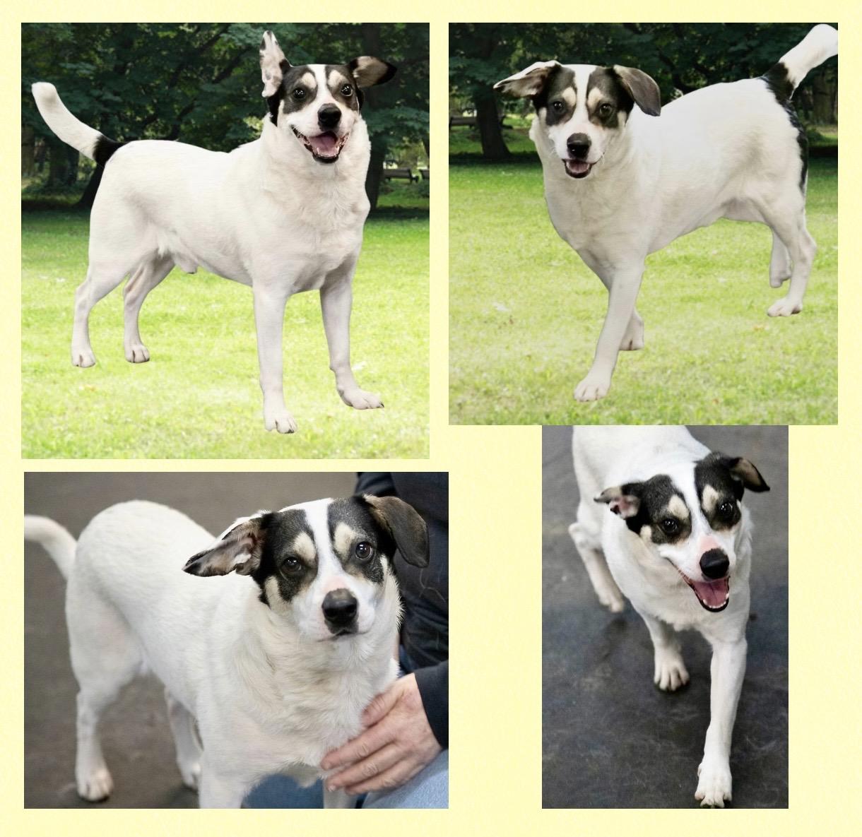 Enlarge Hank The Tank, a ADOPTABLE mixed breed in Westfield, NY image 4/6