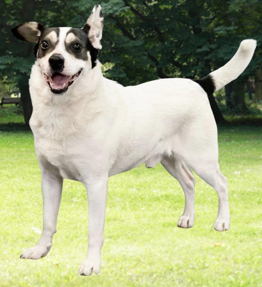 Enlarge Hank The Tank, a ADOPTABLE mixed breed in Westfield, NY image 3/6