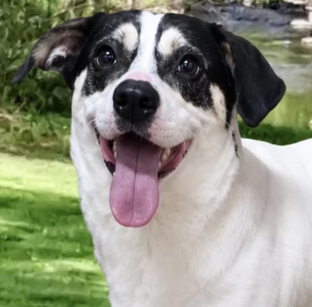 Enlarge Hank The Tank, a ADOPTABLE mixed breed in Westfield, NY image 2/3