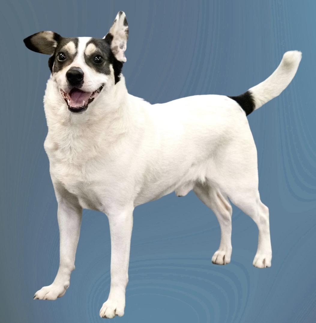 Hank The Tank, ADOPTABLE, Adult Male Rat Terrier & Jack Russell Terrier.