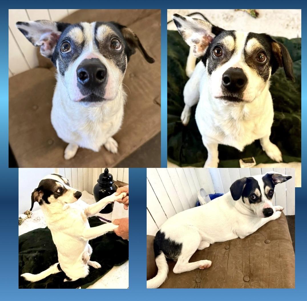 Enlarge Hank The Tank, a ADOPTABLE mixed breed in Westfield, NY image 2/6