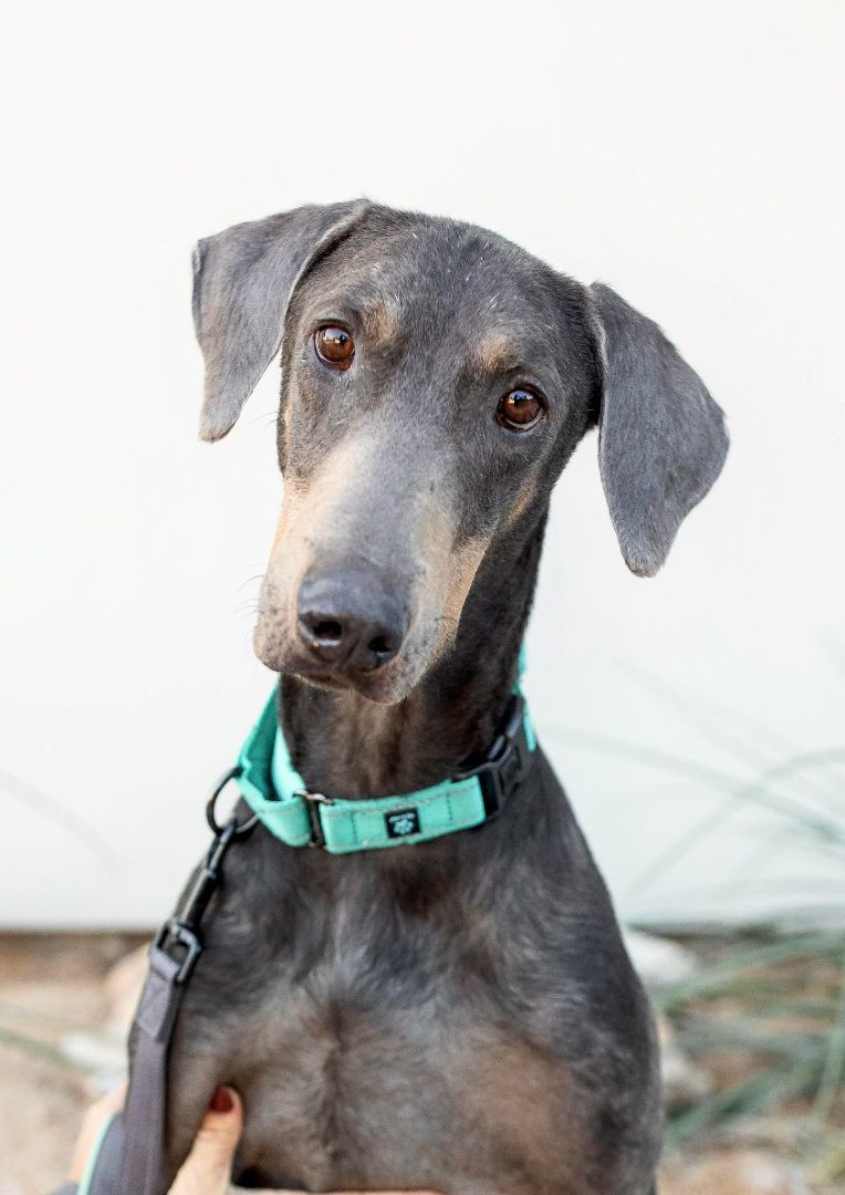 Ruger, a Adoptable Doberman Pinscher in Scottsdale, AZ image 1/9
